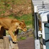 百獣の王、ライオンをガラス越しではあるが間近に見られるというのがコンセプト。