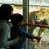 窓枠に馬肉が吊るしてあり、ライオンはそれを目当てに近寄ってくる。