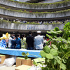 東京スカイツリータウン開業4周年にちなみ「しあわせの四つ葉のクローバー」の種とポットを来場者たちにプレゼント
