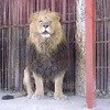 ライオンを載せたトラック横転!! 逃げ出したら…