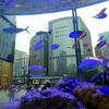 『Sony Aquarium』