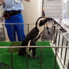京急川崎駅に登場したケープペンギン