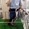 京急川崎駅に登場したケープペンギン