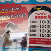 京急川崎駅に登場したケープペンギン