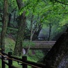 養老の滝までの遊歩道は森林浴的気持ちよさだった。