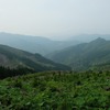 九州山地の奥部。林業は崩壊状態だが、治山のために定期的に伐採、植林されている。