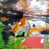 CCP、サブマリナー　カメラ
