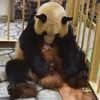 赤ちゃんの体を舐めてあやす良浜。