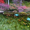 モネの池