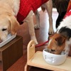 愛犬用朝食に大満足のマリアとララ