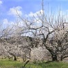越生梅林は関東三大梅林の一つとして知られている。