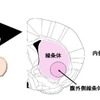 マウス脳の線条体