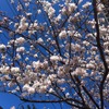 桜（イメージ）