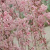 しだれ桜（イメージ）