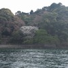 今年は桜の見ごろまでもう少し！ 桜はまだ花を開き始めたばかり。見ごろにはさぞ壮観に違いない。