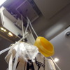 【安全の舞台裏 JAL】非常食を噛みしめる---救難訓練体験 画像