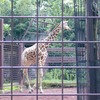 盛岡市動物公園から、上野動物園にやってきたキリンのリンゴ