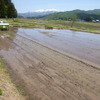 田植え機を使っての苗を植えていく