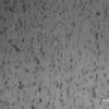 吸水剤ありのゴムを特殊試験機で撮影した接地面の画像。ゴムは黒い部分（真実接触部）が増加しており、吸水剤の周囲で真実接触することがわかる。