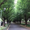 神宮外苑前の銀杏並木