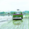 オート田植機YR8D,Aによる密苗植付作業