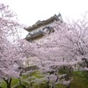 小田原城址公園（神奈川県）　(AC)