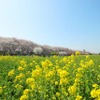 県営権現堂公園（埼玉県）　(AC)