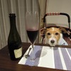 この夏行きたい理想の愛犬同伴宿、ドッグフレンドリーポイント10ヶ条