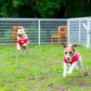 この夏行きたい理想の愛犬同伴宿、ドッグフレンドリーポイント10ヶ条