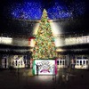 Welcome HEART TREE