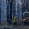 豪ニューサウスウェールズ州の森林火災（11月12日）