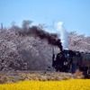 真岡鐵道のC11 325が牽く『SLもおか』。