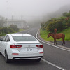 天然馬で有名な都井岬にて。