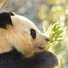 上野動物園