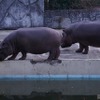 東武動物公園