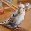 セキセイインコ ハルクインのカイちゃん