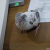 セキセイインコ ハルクインのカイちゃん