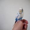 セキセイインコ ハルクインのカイちゃん