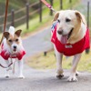 愛犬用お出かけアイテム