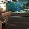 しながわ水族館にライブカメラを設置