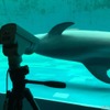 しながわ水族館にライブカメラを設置