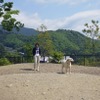 ドライブ時、正しい愛犬の乗せ方