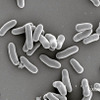 【新聞ウォッチ】出光と三菱商事、非食料系燃料を量産化…ホンダなどから技術