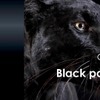 Black Panther