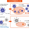 ウイルス不活性化の仕組み。