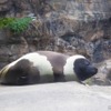 クラカケアザラシのくらまる（「北の海の海獣・海鳥」）