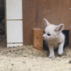 フェネック（「子ども体験館 アクアマリンえっぐ」