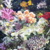 「サンゴ礁の海」