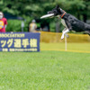 綺麗なジャンピングキャッチ