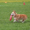 フリスビードッグ 殿堂犬フェスタ IN 栃木宇都宮